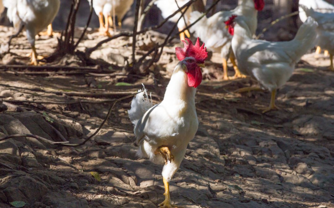 Il pollo del Valdarno e la Valdarnese Bianca